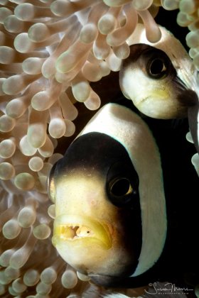 Anemonefish with Tongue-biter Isopod.  Lembeh, Indonesia