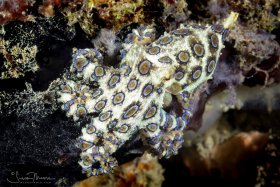 Blue-Ringed Octopus, Lembeh, Indonesia