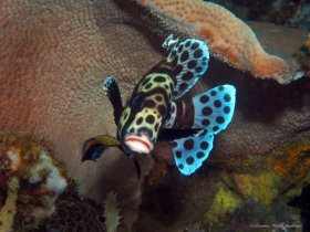 Juvenile Harlequin Sweetlips and Cleaner Wrasse,  Lembeh, Indonesia
