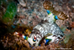 (Nembrotha lineolata) San Miguel, Dumaguete, Philippines.