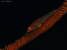 Whip Goby, Lembeh, Indonesia