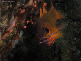 Talbot's Cardinalfish, Male Mouth Brooding Eggs,  Lembeh, Indonesia