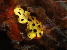 Polyclad Flatworm,  Lembeh, Indonesia
