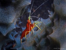 Red-Striped Cleaner Shrimp	,  Lembeh, Indonesia