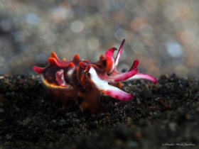 Juvenile Flamboyant Cuttlefish,  Lembeh, Indonesia