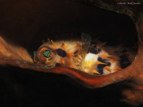 Orbicular Burrfish,  Lembeh, Indonesia