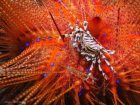 Zebra Urchin Crab on Fire Urchin, Lembeh, Indonesia