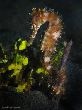 Spiny Seahorse,  Lembeh, Indonesia