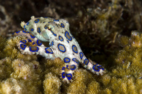 Blue Ring Octopus, Anilao, Philippines