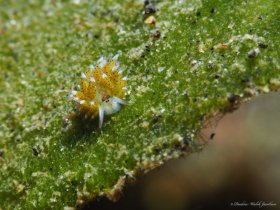 Shaun the Sheep Sea Slug,  Lembeh, Indonesia