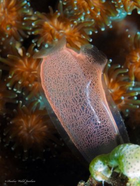 Tunicate,  Lembeh, Indonesia