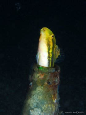 Shorthead Fangblenny,  Lembeh, Indonesia