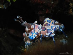 Harlequin Shrimp,  Lembeh, Indonesia