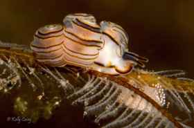 "Donut" Dendronotid Nudibranch with Eggs, Seraya Resort, Bali, Indonesia