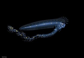 Larval Cusk Eel, Lamprogrammus species, blackwater dive, Palm Beach, Florida