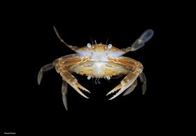 Mating Sargassum crabs, blackwater dive, Palm Beach, Florida