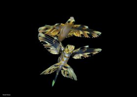 Flyingfish with reflection, blackwater dive, Palm Beach, Florida