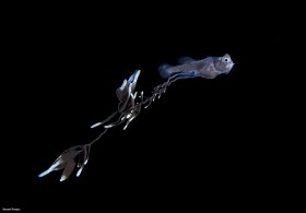 Gibberfish larva, blackwater dive, Palm Beach, Florida