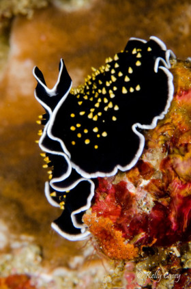 Polyclad Flatworm, Indonesia