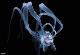 Deep water larval Cuskeel,  blackwater dive, Palm Beach, Florida