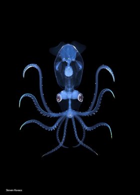 Sharpear Enope Squid, blackwater dive, Palm Beach, Florida