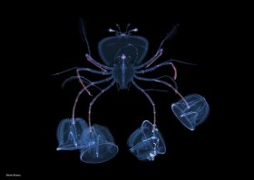 Larval Lobster with larval Acorn Worms, blackwater dive, Kona, Hawaii