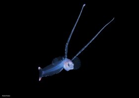Ipnops species, blackwater dive, Palm Beach, Florida