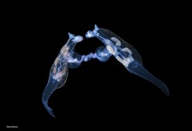 Mating pelagic Nudibranchs, Phylliroe bucephala.  Blackwater dive, Palm Beach, Florida.