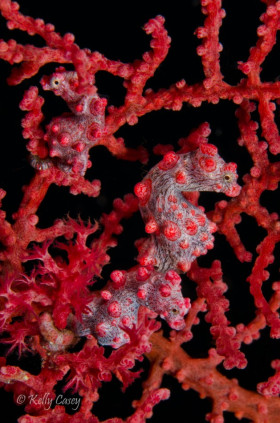 Three Pygmy Seahorses, Raja Ampat, Indonesia