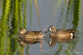 LakeApopka-020119-9012