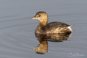LakeApopka-020119-9209-Edit