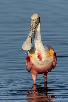MerrittIsland-020819-1119