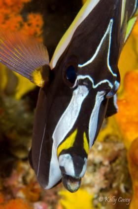 Moorish Idol, Indonesia