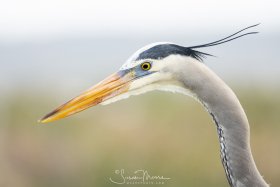 LakeApopka-020219-0066