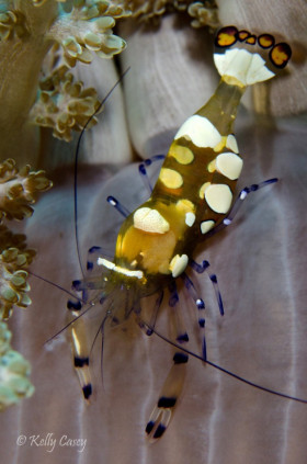 Peacock-Tail Anemone Shrimp, Bali, Indonesia