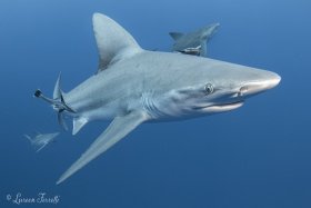 Different species of sharks can coexist - we should learn from them.