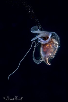 A seabutterfly  - photographed during a blackwater dive off of Palm Beach FL