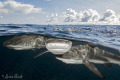 Family Portrait - Over under shot of some blacktip reef sharks photographed in Yap