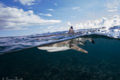 Over under shot of a black tip reef shark in Yap