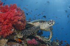 Green turtle photographed in Fiji
