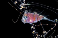 Ribbonfish photographed on a blackwater dive, Palm Beach FL