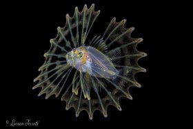 Larval phase Lionfish Palm Beach FL