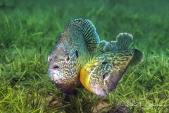 Mating Bluegill's, Lake George, NY