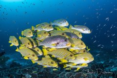 Schooling Sweetlips, Raja Ampat, Indonesia