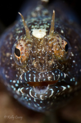 Sailfin Blenny, Lake Worth Lagoon, FL