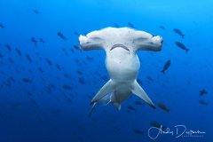 Scalloped Hammerhead, Galapagos Islands