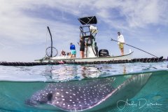 Spotted Eagle Ray, Sarasota, Florida