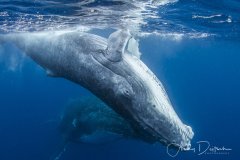 Baby Humpback Whale, Tonga