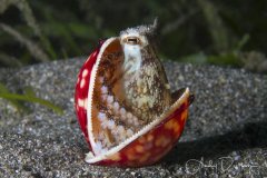 Coconut Octopus - Anilao, Philippines