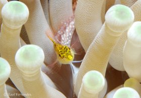Diamond Blenny   -  Little Cayman